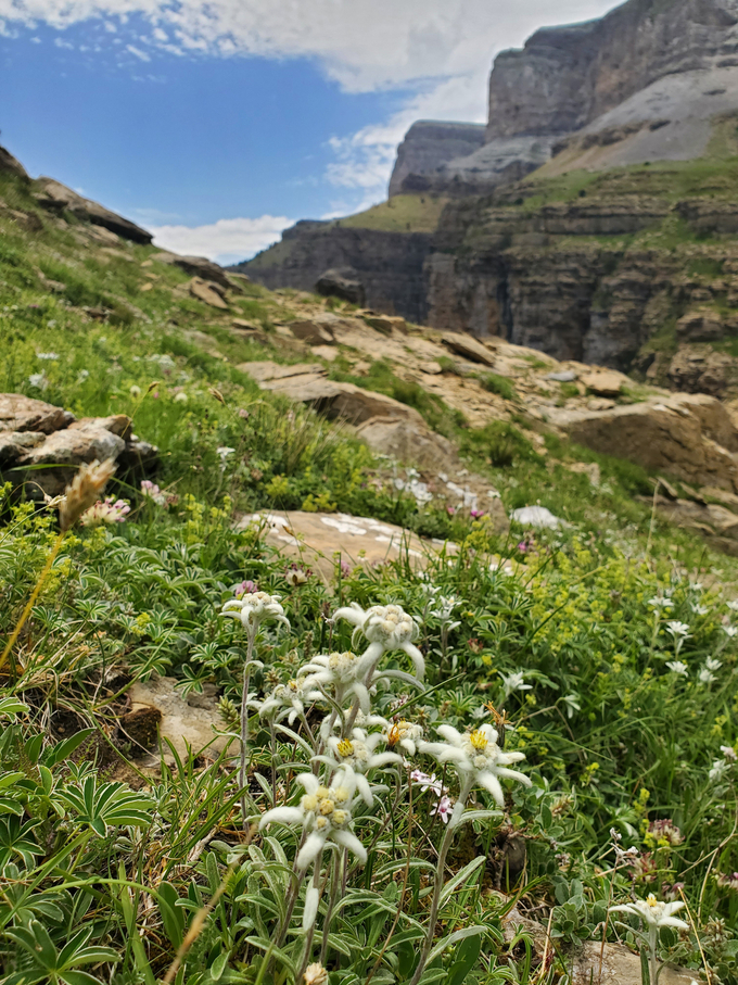 edelweiss ordesa